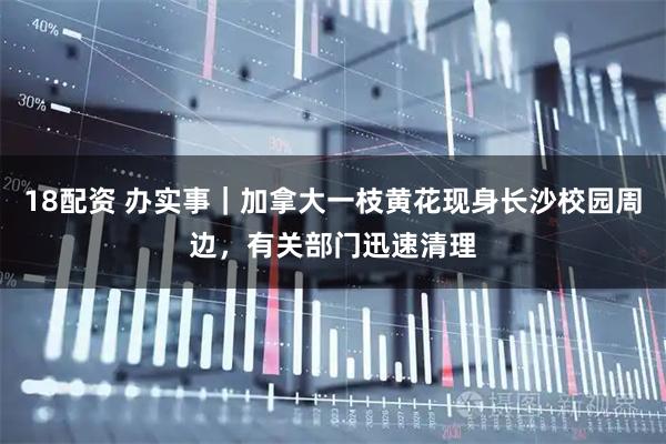 18配资 办实事｜加拿大一枝黄花现身长沙校园周边，有关部门迅速清理